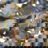 Tigers Eye