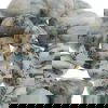 Tree Agate