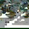 Copper Chalcedony
