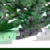 Green Dalmation Jasper