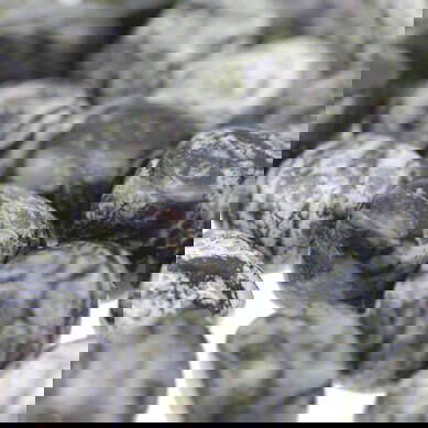 chrysotile-in-serpentine