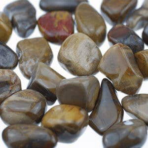 fossilwood fossilwood