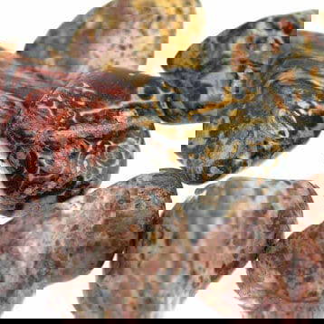 leopard-skin-jasper