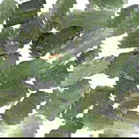 moldaviteAZ moldaviteAZ