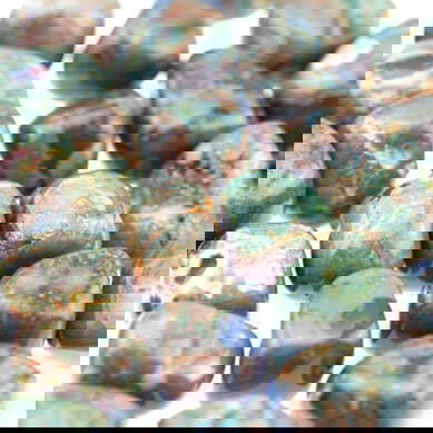 rainforest-jasper
