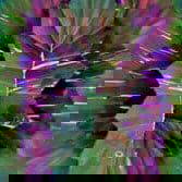 mystic-topaz mystic-topaz