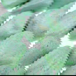 turquoise turquoise
