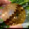 Honey Calcite Sphere 58mm 7517