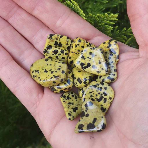 Yellow Dalmation Jasper