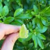 Neon Prehnite Ring - Size O 11.8g - Image 2