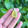 Neon Prehnite Pendant 8.8g - Image 2
