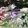 Angel Aura Ring - 4.61 g - Size N - Image 2