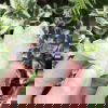 Angel Aura Cluster 21.8g - Image 2