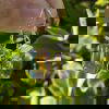 Angel Aura Rectangular Drop Earrings - Image 2
