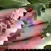 Mystic Topaz Claw Set Pendant - Image 2