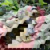 Natural Prasiolite Tumbled - Image 2