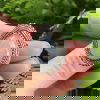 Rainbow Moonstone Ring Fancy Set - Size P - Image 2