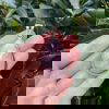 rose-quartz-8404