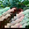 rose-quartz-8410