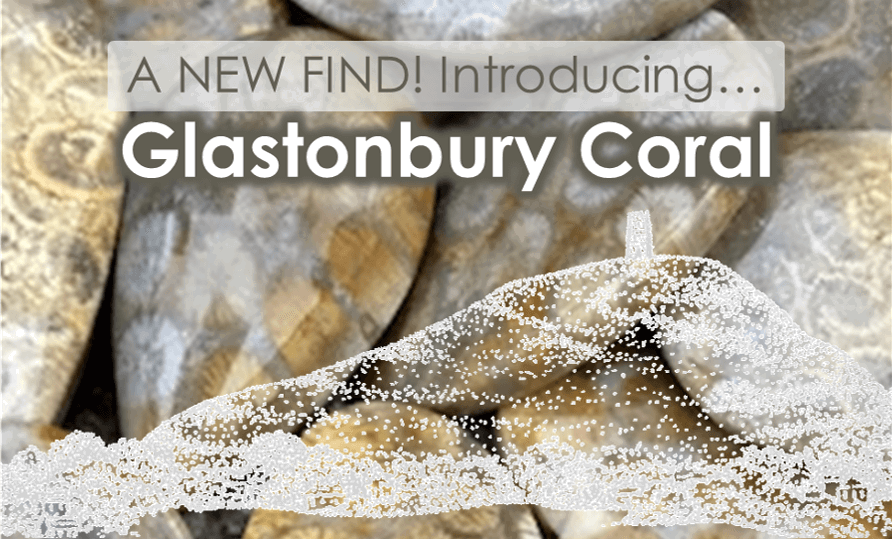 Glastonbury Coral Reef – A New Find!
