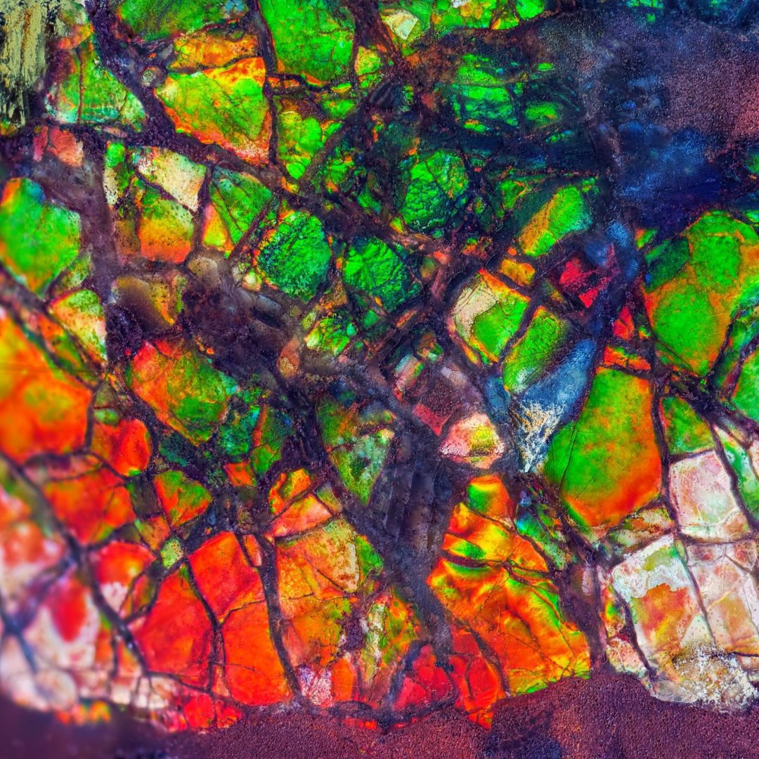 Ammolite