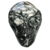 Fossil Skull 20536