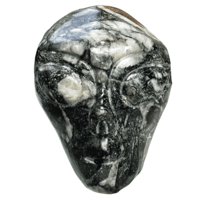 Fossil Skull 20536