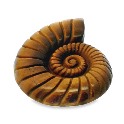 Tigers Eye Golden Carved Ammonite Stone 20-30g